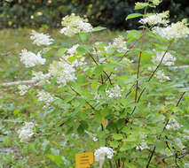 Image of panicled hydrangea