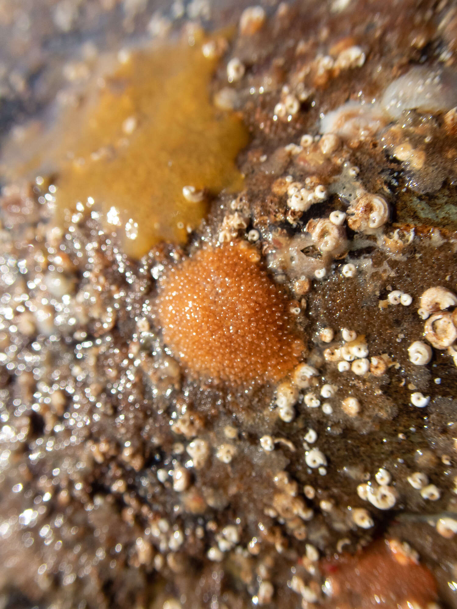 Image of Cellepora Linnaeus 1767