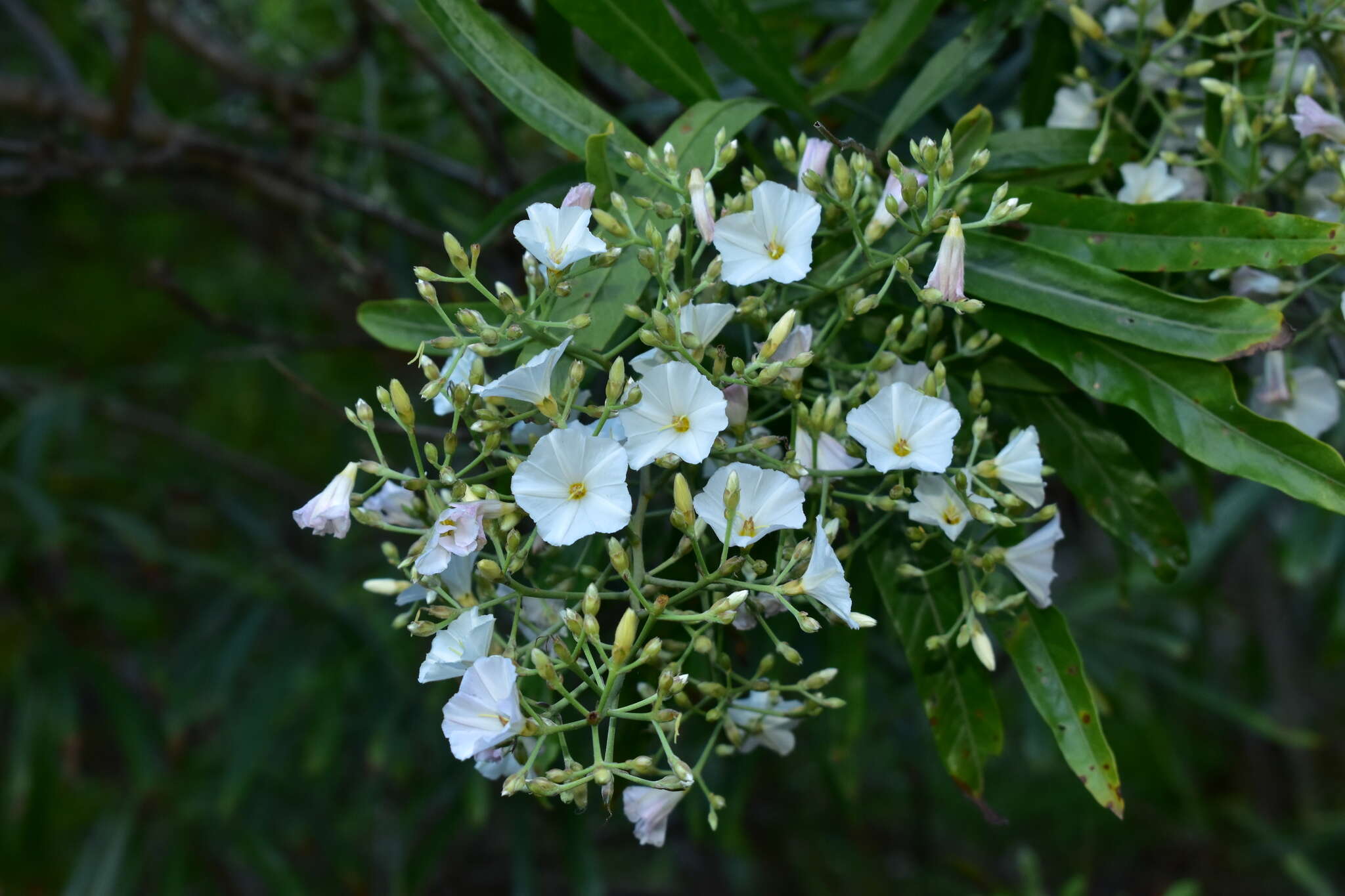 Слика од Convolvulus floridus L. fil.