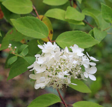 Image of panicled hydrangea