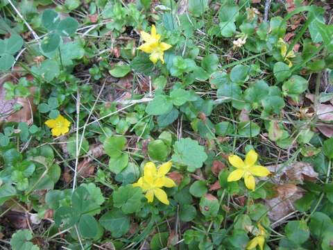 Image of creeping jenny