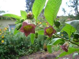 Plancia ëd Atropa belladonna L.