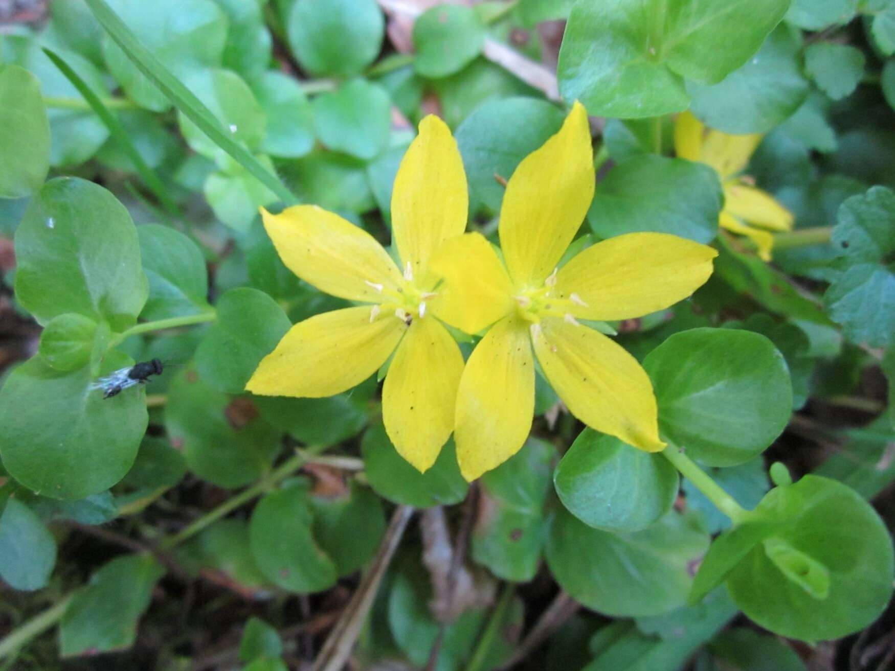 Image of creeping jenny