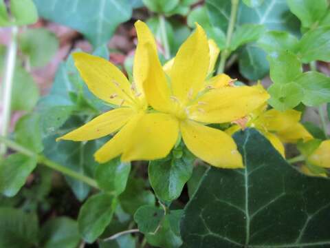 Слика од Lysimachia nummularia L.