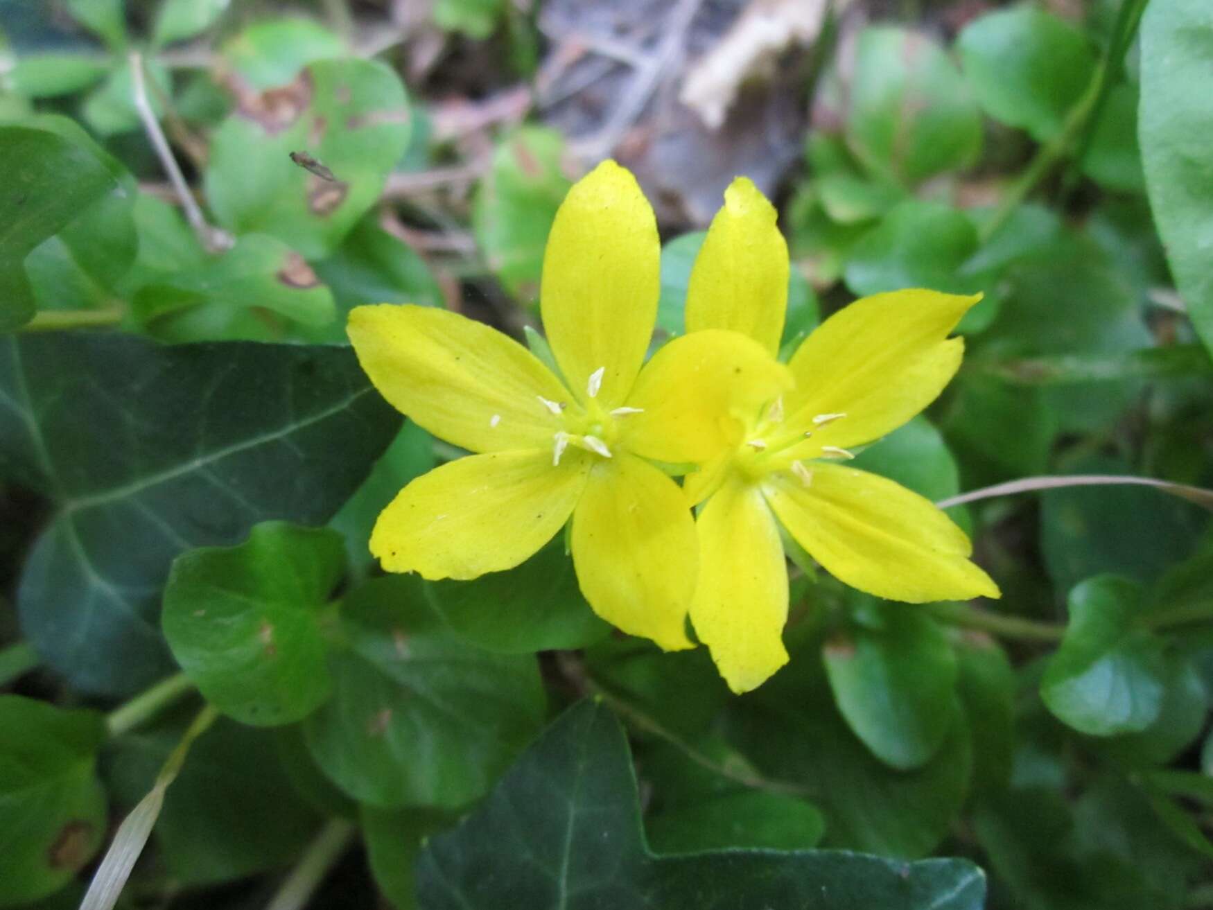 Image of creeping jenny