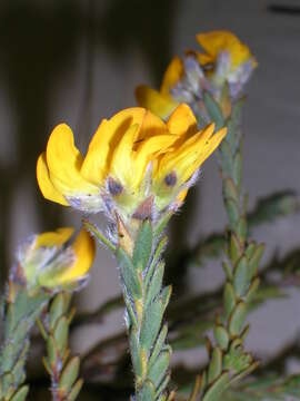 Image of <i>Liparia capitata</i>