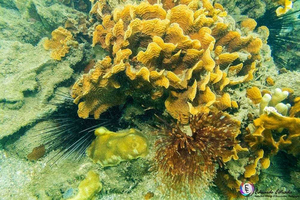 Image of spiny urchin