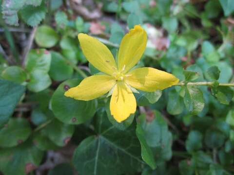 Слика од Lysimachia nummularia L.