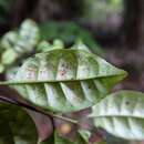 Sivun Lophomyrtus bullata (Soland. ex A. Cunn.) Burret kuva