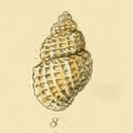 Image of Alvania cancellata (da Costa 1778)