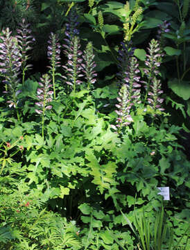 Imagem de Acanthus mollis L.