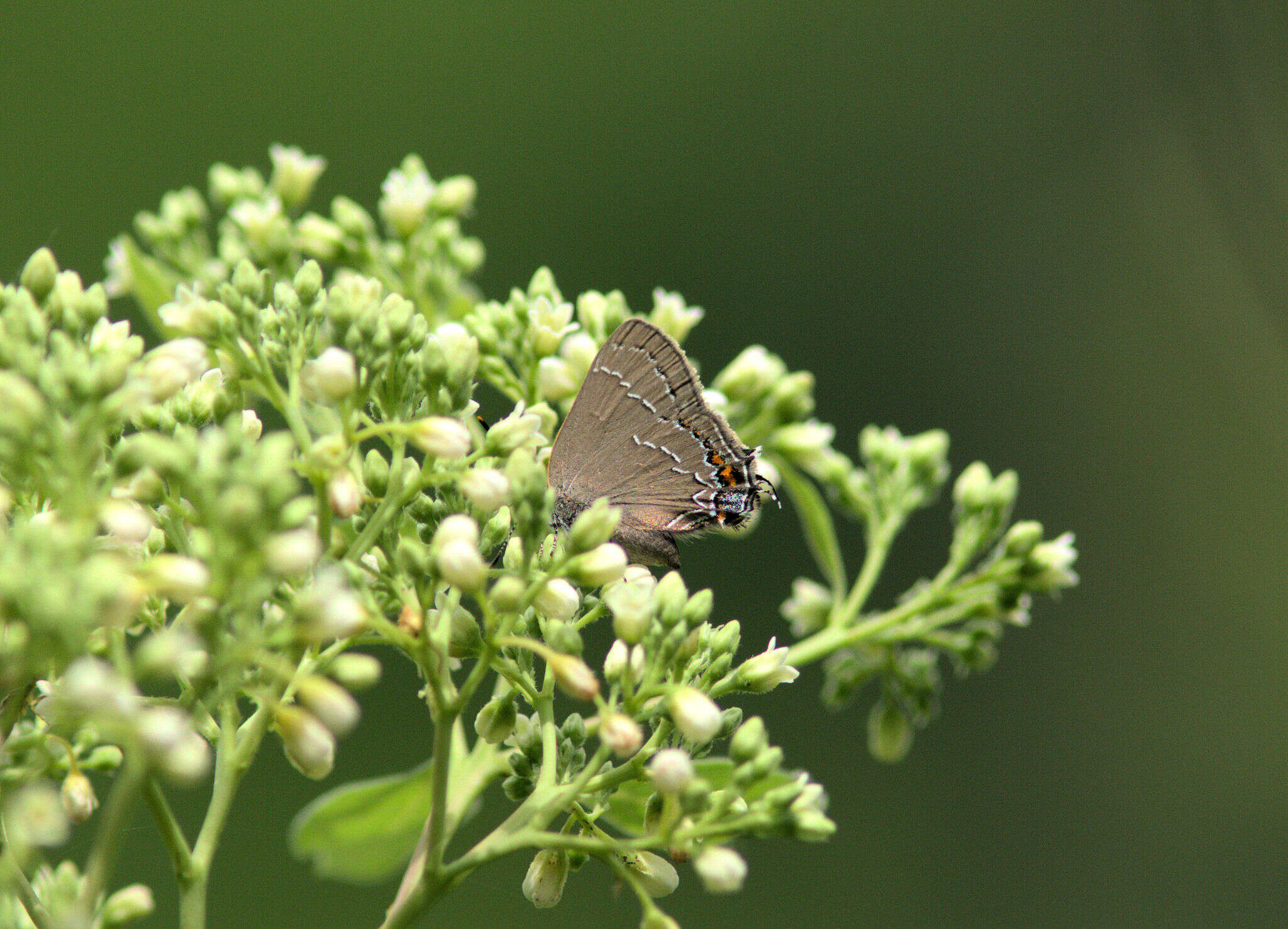 Imagem de <i>Satyrium favonius ontario</i>