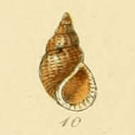 Image of Alvania beanii (Hanley ex Thorpe 1844)