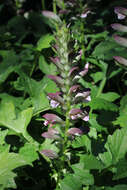 Imagem de Acanthus mollis L.