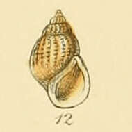 Imagem de Alvania lactea (Michaud 1830)