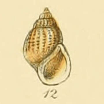 Image de Alvania lactea (Michaud 1830)