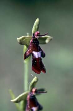 Image of Fly orchid