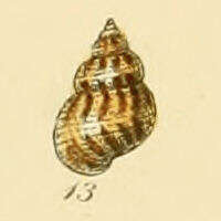 Image of Alvania punctura (Montagu 1803)
