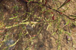 Image of Hyssop-Leaf Bugseed