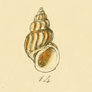 Image of Manzonia crassa (Kanmacher 1798)