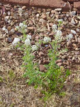 Image of peppergrass