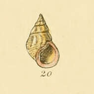 Image of Echinolittorina punctata (Gmelin 1791)