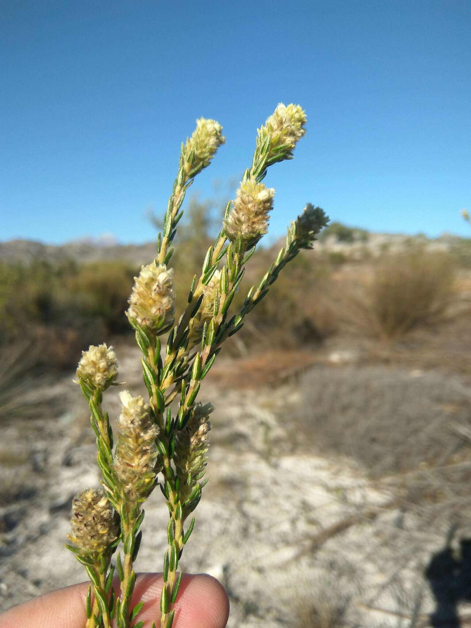 Image of Phylica excelsa Wendl.