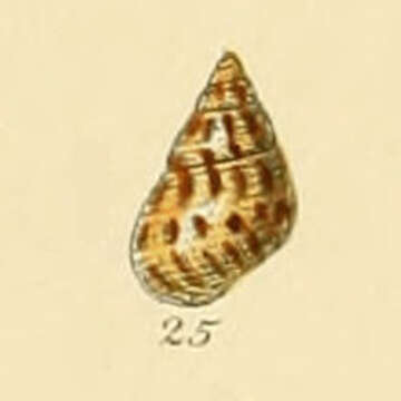 Image of Crisilla Monterosato 1917