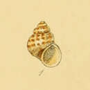 Sivun Setia pulcherrima (Jeffreys 1848) kuva