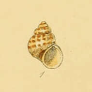 Image de Setia pulcherrima (Jeffreys 1848)