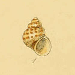 Image of Setia pulcherrima (Jeffreys 1848)