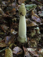 Image of Stinkhorn