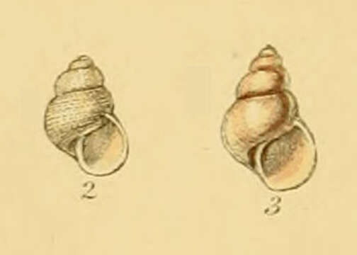 Imagem de Obtusella Cossmann 1921