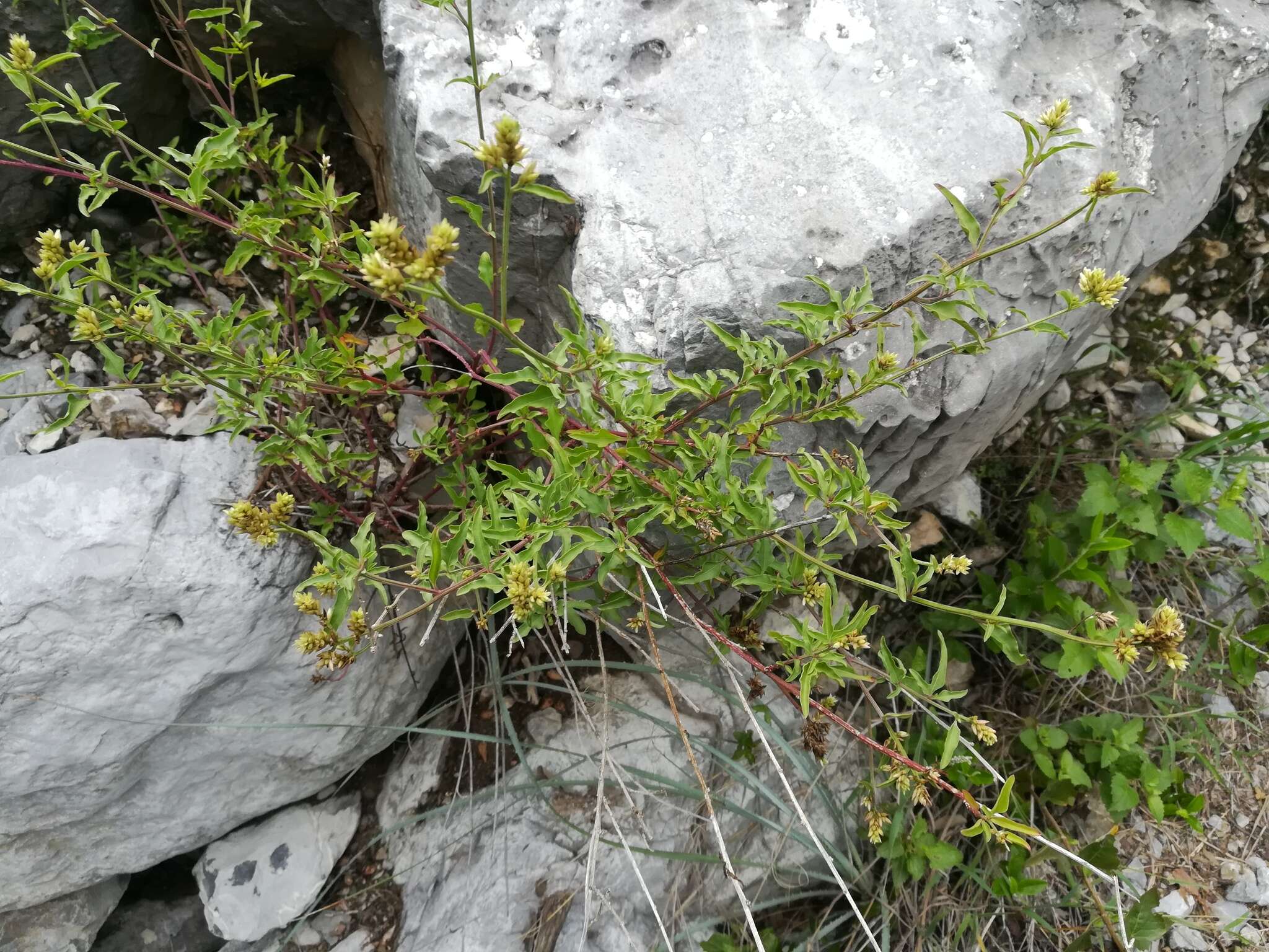 Слика од Celosia palmeri S. Wats.