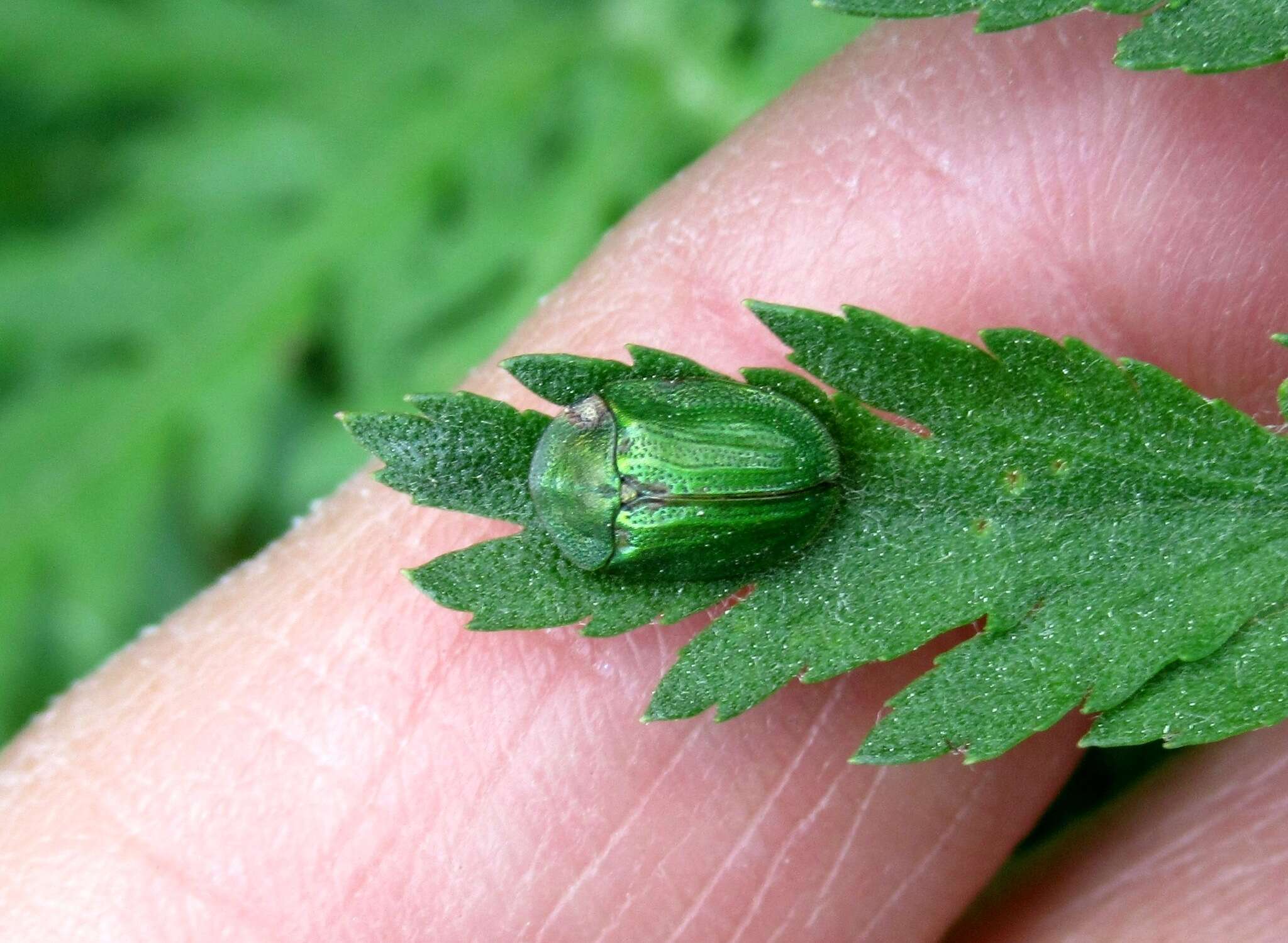 Image of Cassida (Cassida) stigmatica Suffrian 1844