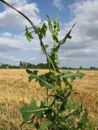 Image of prickly lettuce