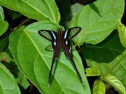 Image of Green Dragontail Butterfly