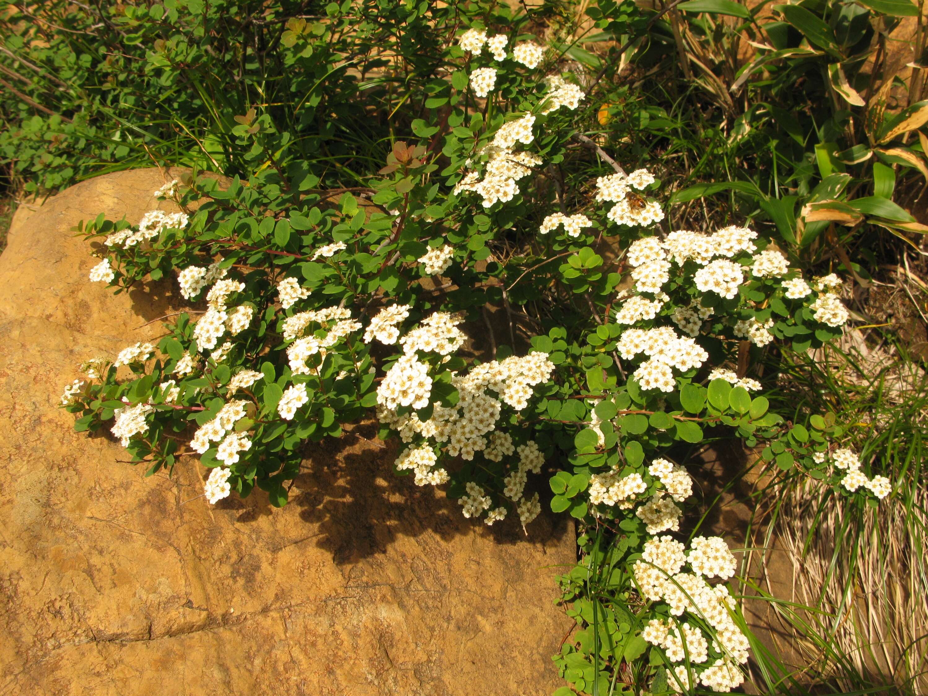 Image of Spiraea nipponica Maxim.