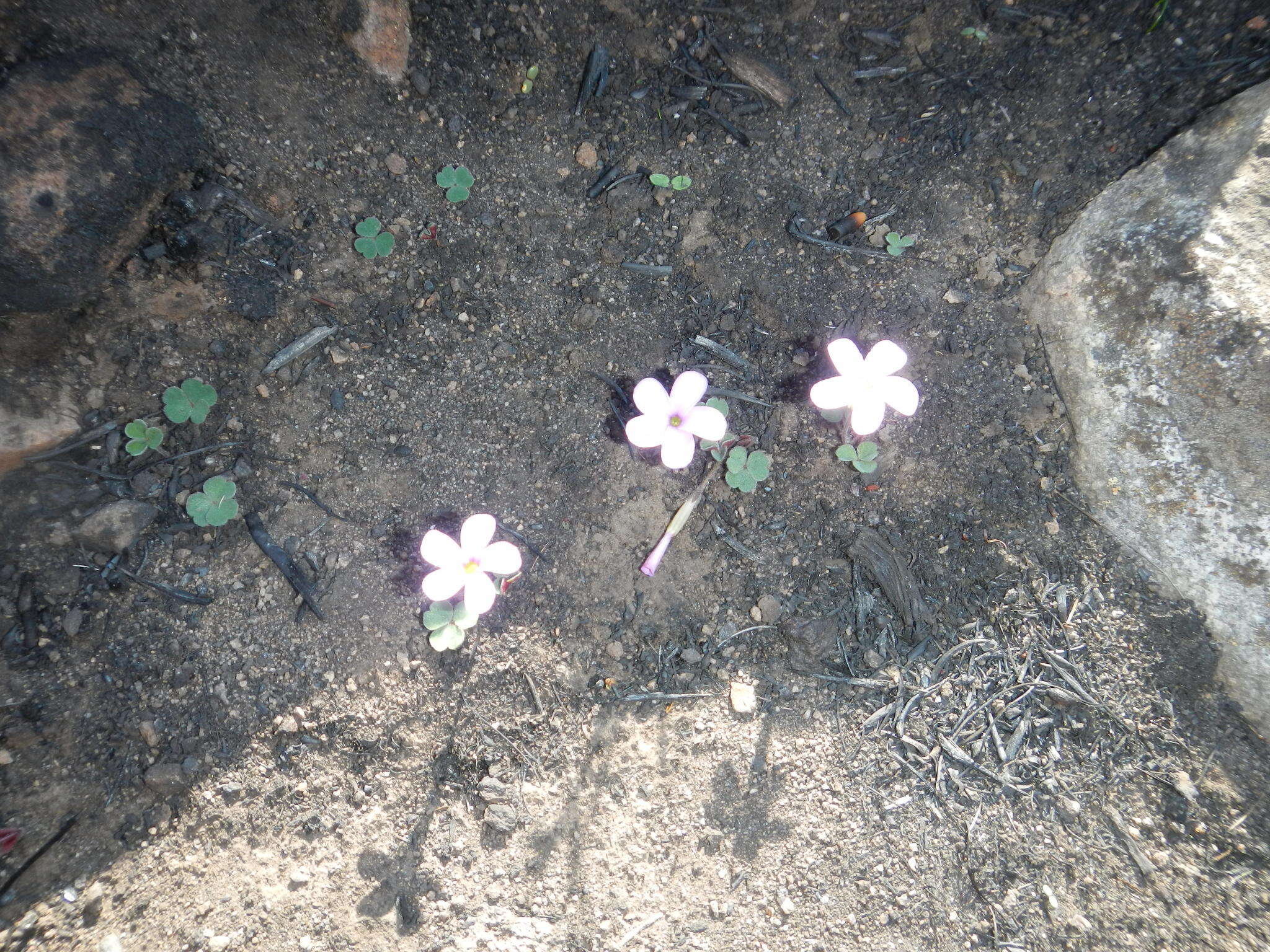 Image of Oxalis eckloniana C. Presl