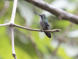 Image of Green-tailed Emerald