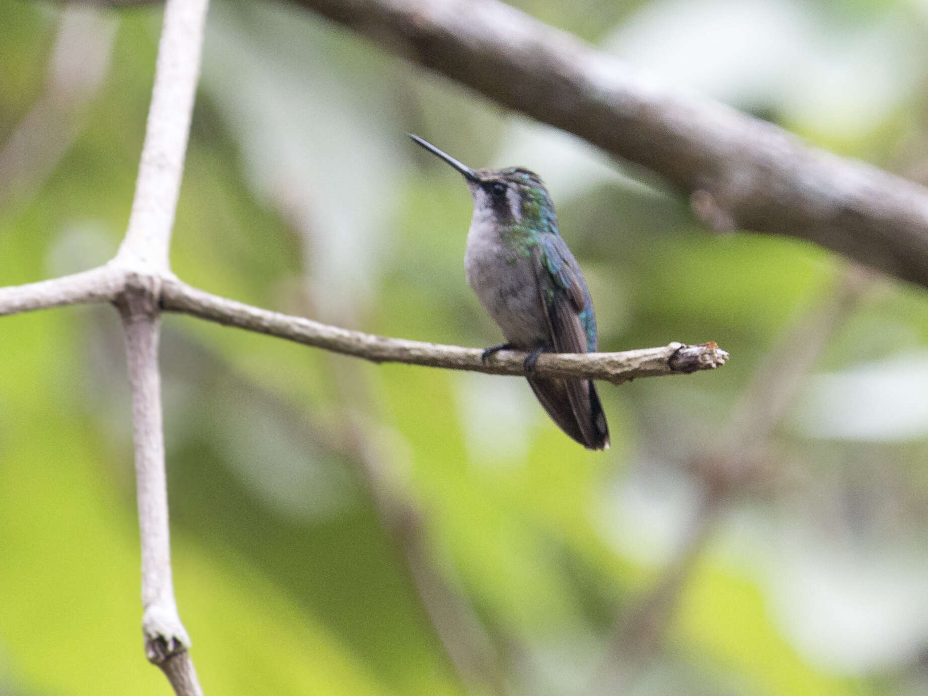 Image of Green-tailed Emerald