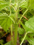 Image of Urtica kioviensis Rogow.