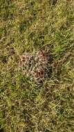 Image of Cactus
