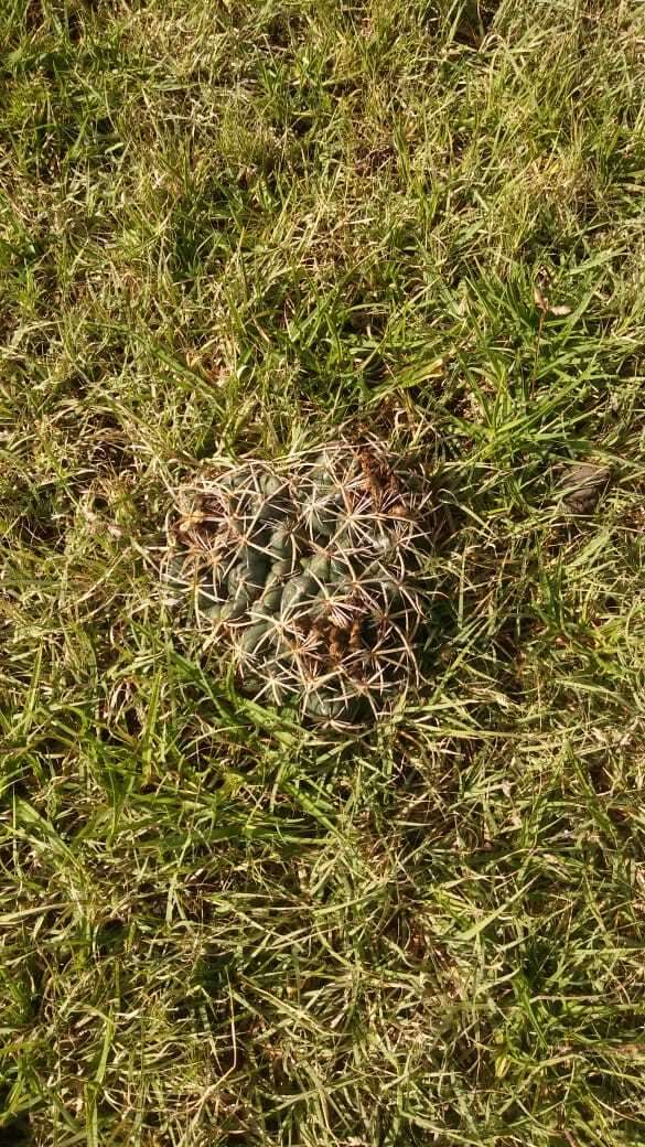 Image of Cactus