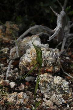 Image of Pterostylis saxosa