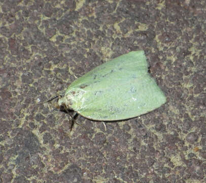 Image of green oak tortrix