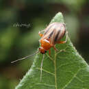 Capsus palustris Kulik 1977的圖片