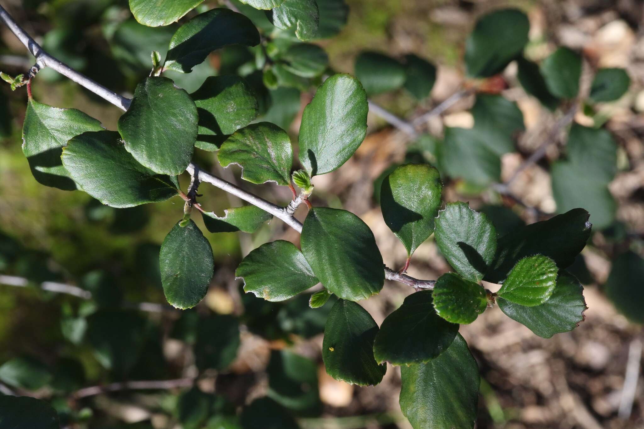 Image of smooth mountain mahogany