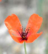 Image of Papaver laevigatum M. Bieb.