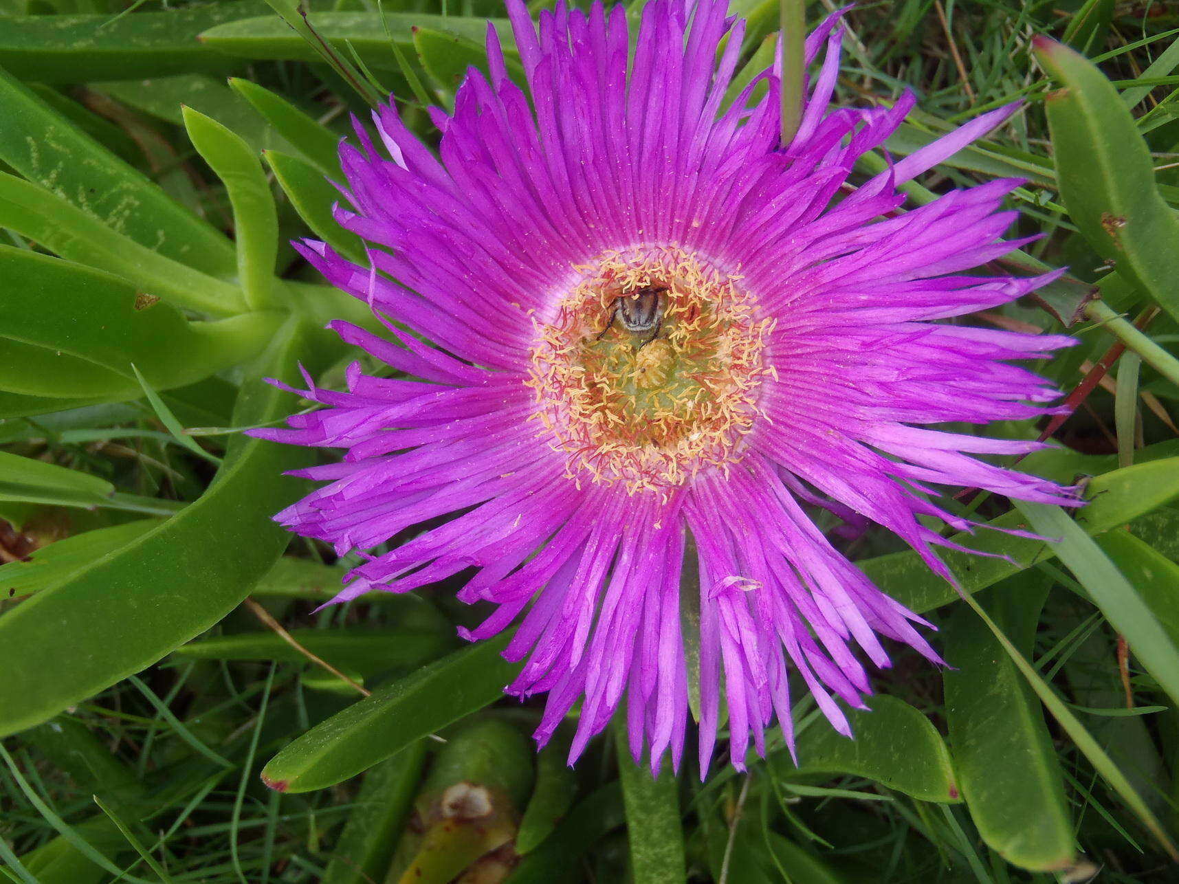 Image of Carpobrotus deliciosus (L. Bol.) L. Bol.